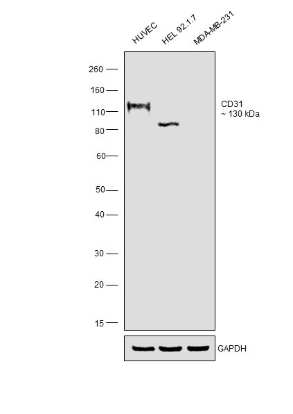 CD31 Antibody