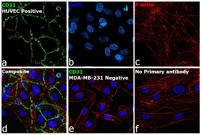 CD31 Antibody in Immunocytochemistry (ICC/IF)