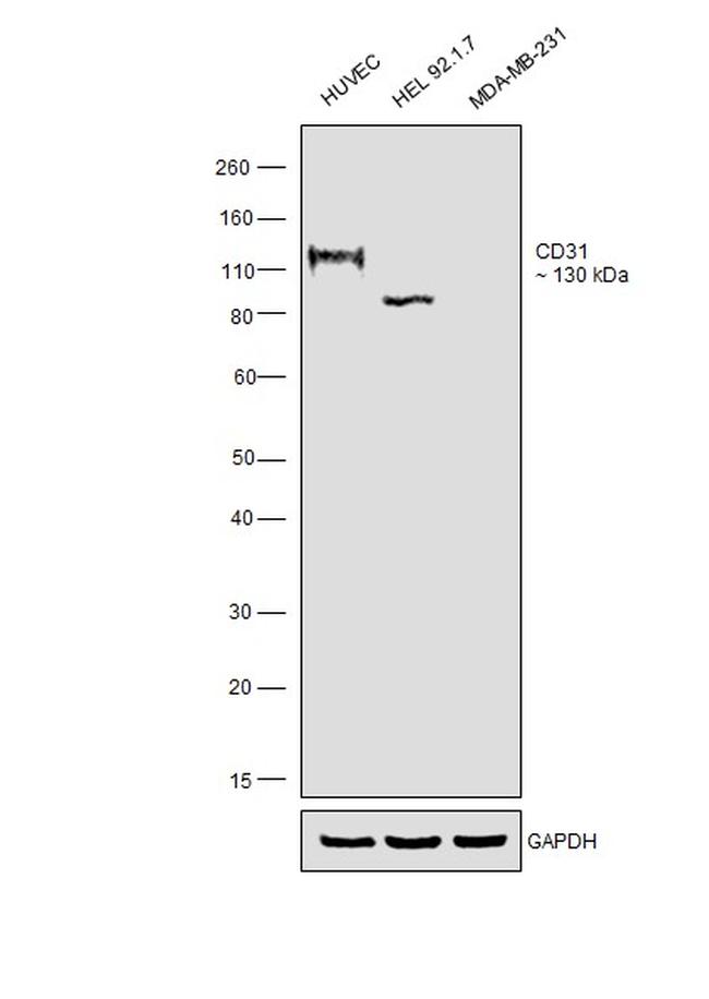 CD31 Antibody in Western Blot (WB)