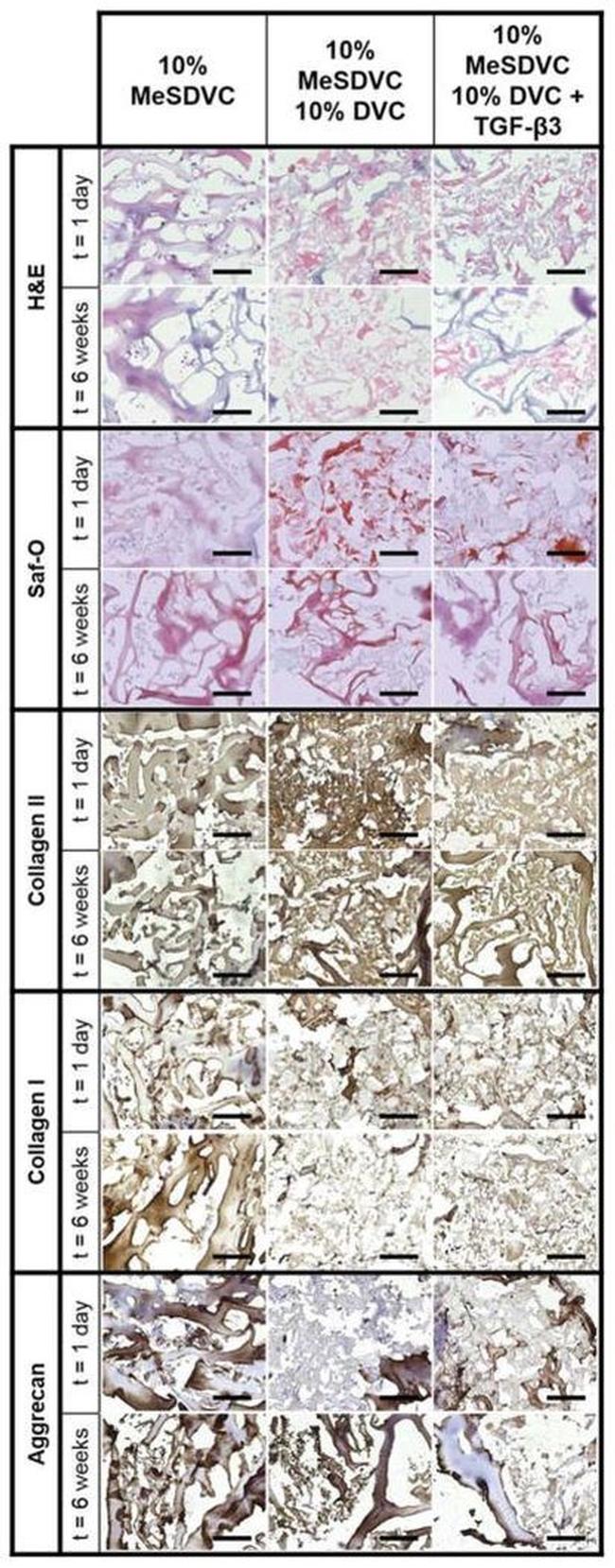 Aggrecan Antibody in Immunohistochemistry (Frozen) (IHC (F))