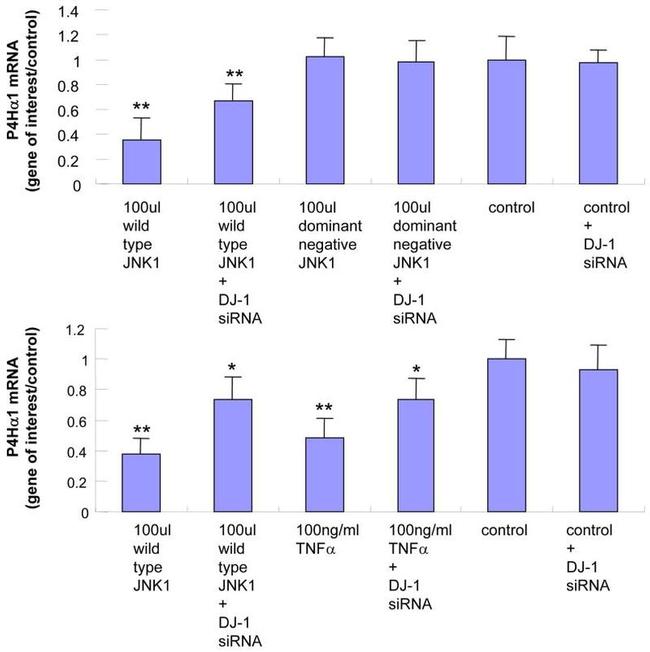 NONO Antibody in ChIP Assay (ChIP)