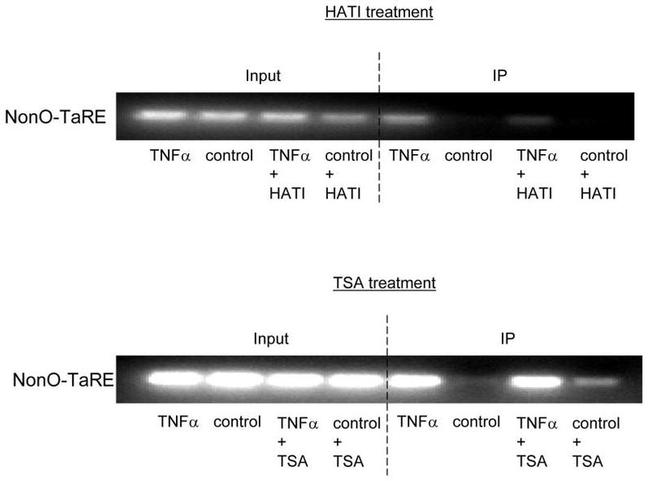 NONO Antibody in ChIP Assay (ChIP)