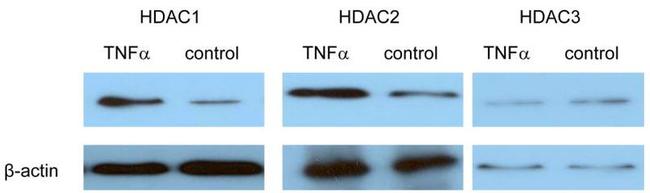 NONO Antibody in Immunoprecipitation (IP)