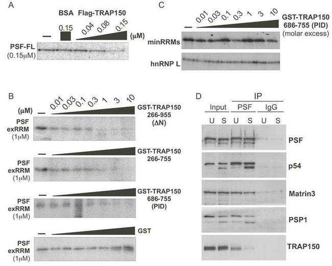 NONO Antibody in Western Blot (WB)