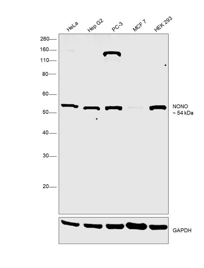 NONO Antibody in Western Blot (WB)