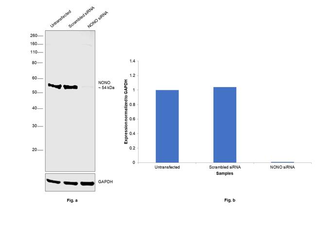 NONO Antibody in Western Blot (WB)