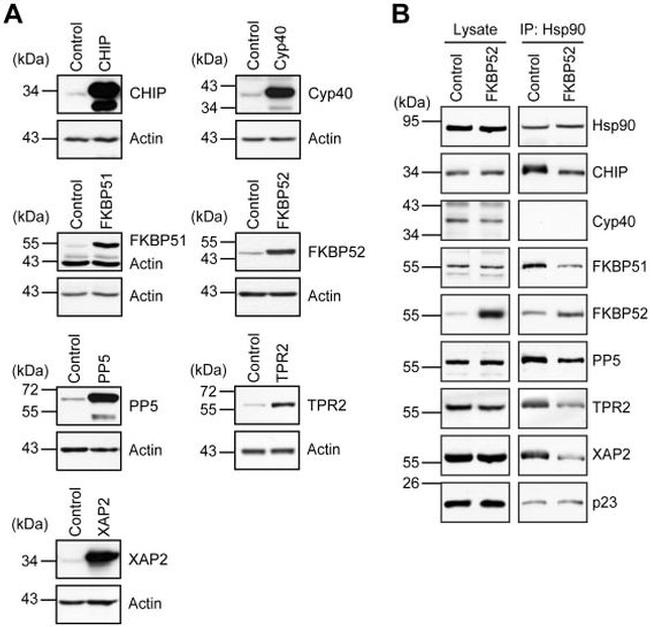 Cyclophilin 40 Antibody in Western Blot (WB)