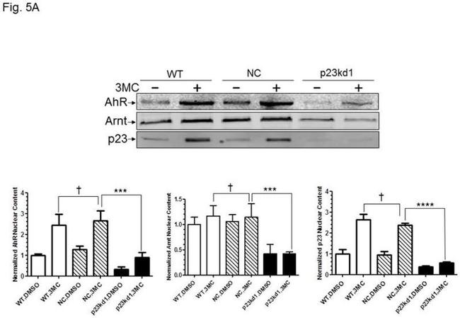 p23 Antibody in Western Blot (WB)