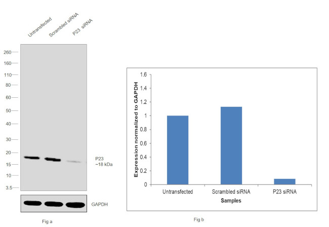 p23 Antibody