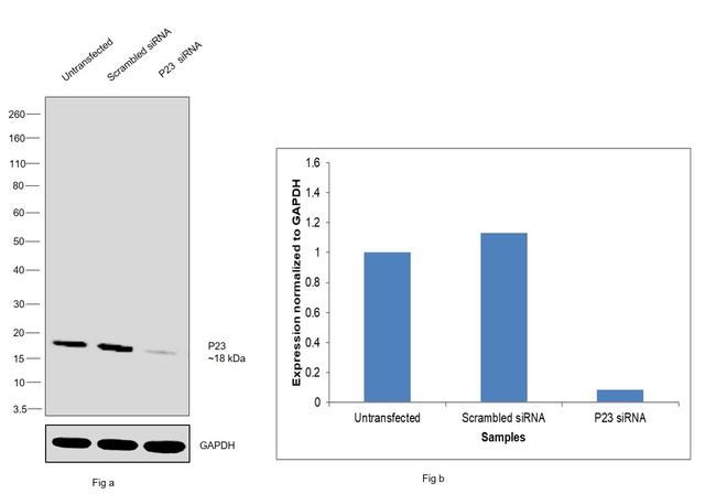 p23 Antibody in Western Blot (WB)