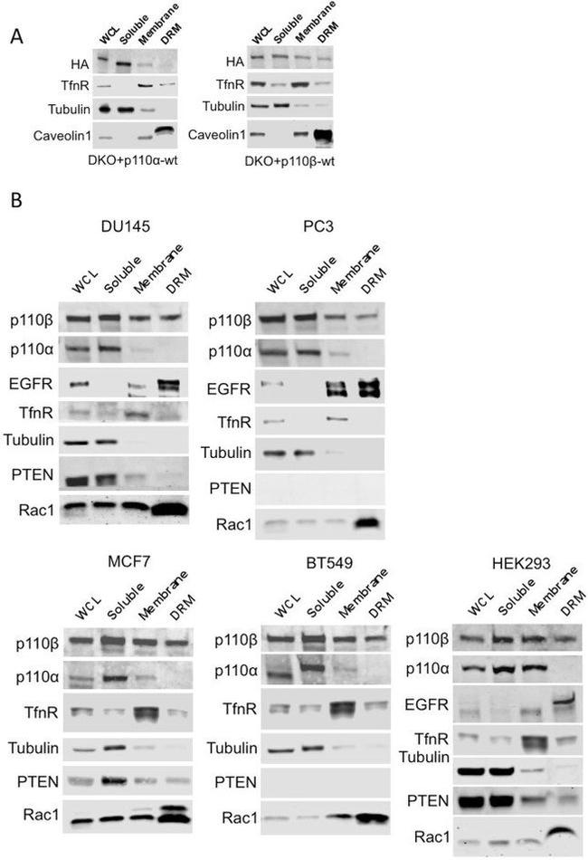 Caveolin 1 Antibody in Western Blot (WB)