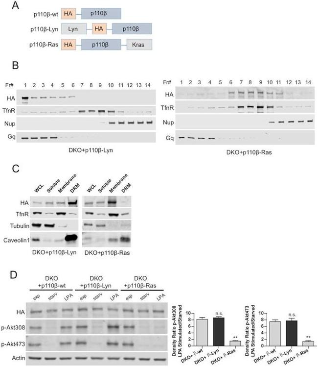 Caveolin 1 Antibody in Western Blot (WB)