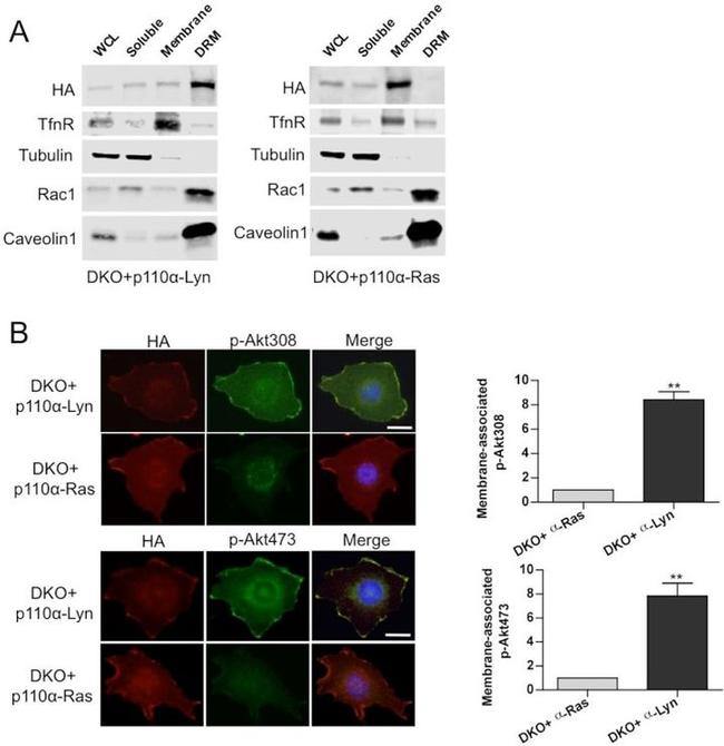 Caveolin 1 Antibody in Western Blot (WB)