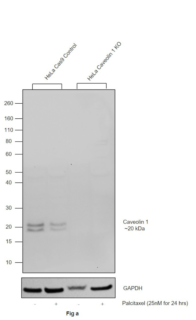 Caveolin 1 Antibody