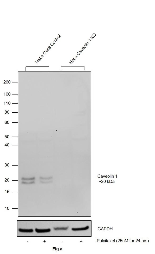 Caveolin 1 Antibody in Western Blot (WB)