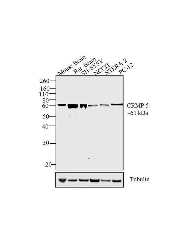 CRMP5 Antibody in Western Blot (WB)