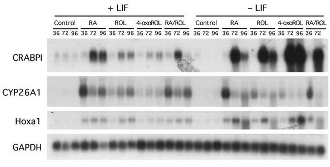 CRABP1 Antibody in Western Blot (WB)