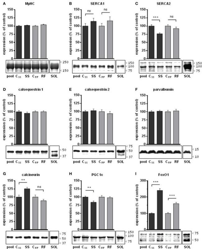 Calsequestrin Antibody in Western Blot (WB)