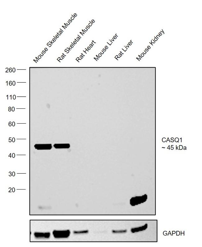 Calsequestrin Antibody in Western Blot (WB)