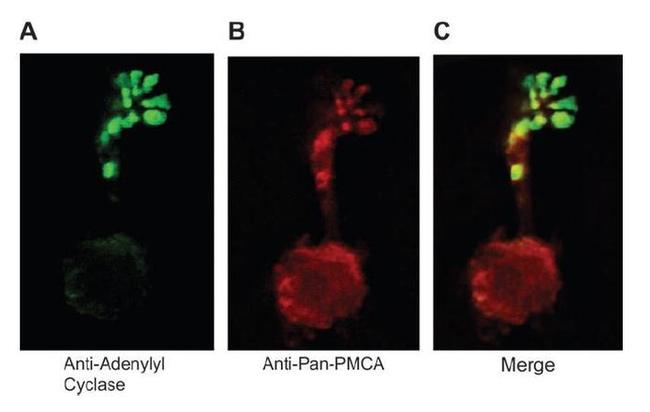 PMCA ATPase Antibody in Immunocytochemistry (ICC/IF)