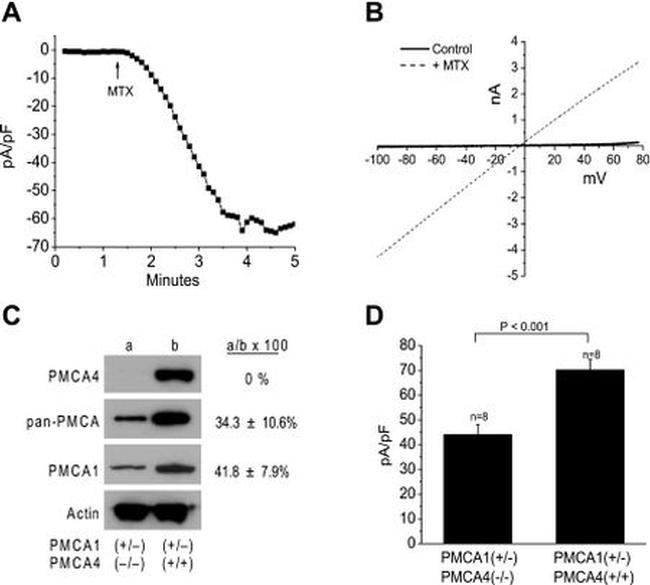 PMCA ATPase Antibody in Western Blot (WB)