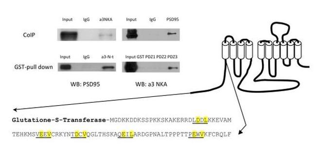 ATP1A3 Antibody in Western Blot (WB)