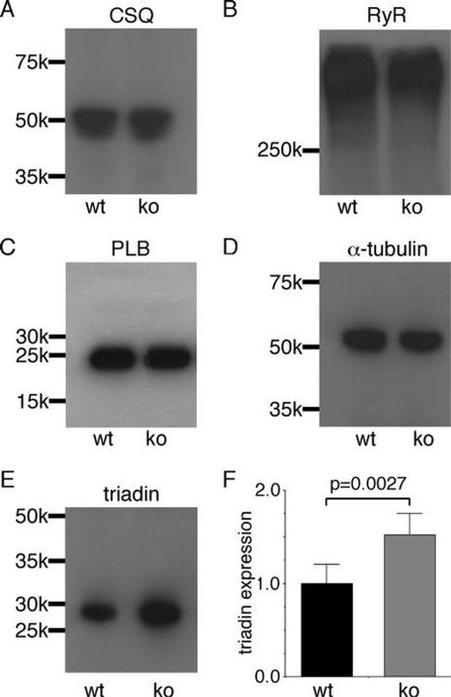 Calsequestrin Antibody in Western Blot (WB)