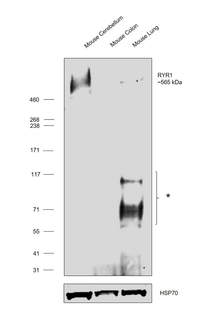 Ryanodine Receptor Antibody in Western Blot (WB)