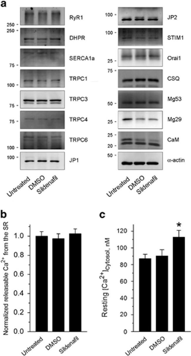 Calsequestrin Antibody in Western Blot (WB)