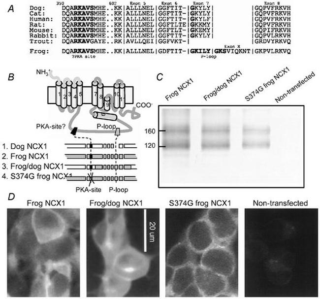 Sodium/Calcium Exchanger Antibody in Western Blot, Immunocytochemistry (WB, ICC/IF)