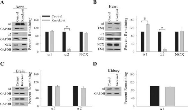 Calsequestrin Antibody in Western Blot (WB)