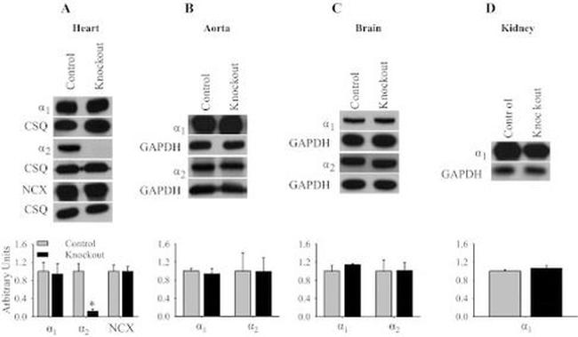 Calsequestrin Antibody in Western Blot (WB)