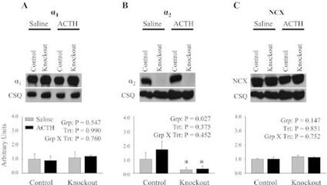 Calsequestrin Antibody in Western Blot (WB)