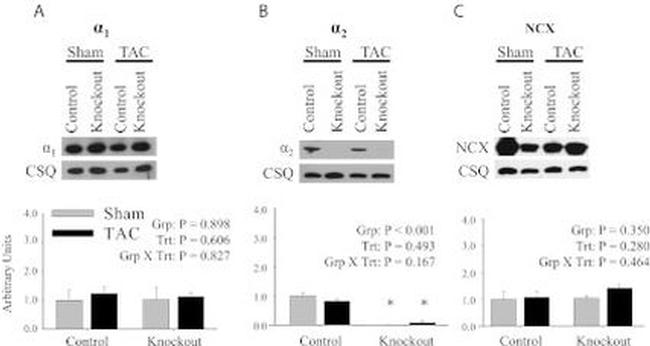 Calsequestrin Antibody in Western Blot (WB)