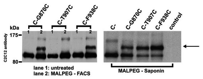 Sodium/Calcium Exchanger Antibody in Western Blot (WB)