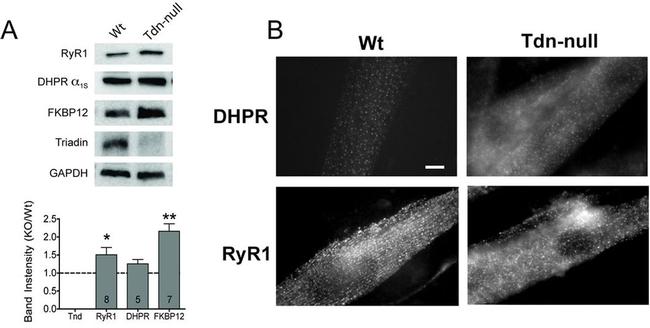 FKBP12 Antibody in Western Blot (WB)