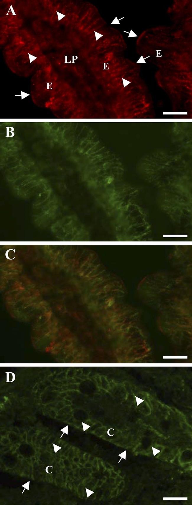 ATP1A1 Antibody in Immunohistochemistry (IHC)