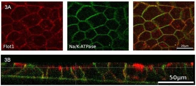 ATP1A1 Antibody in Immunocytochemistry (ICC/IF)