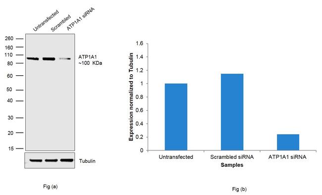 ATP1A1 Antibody in Western Blot (WB)