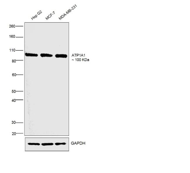 ATP1A1 Antibody in Western Blot (WB)