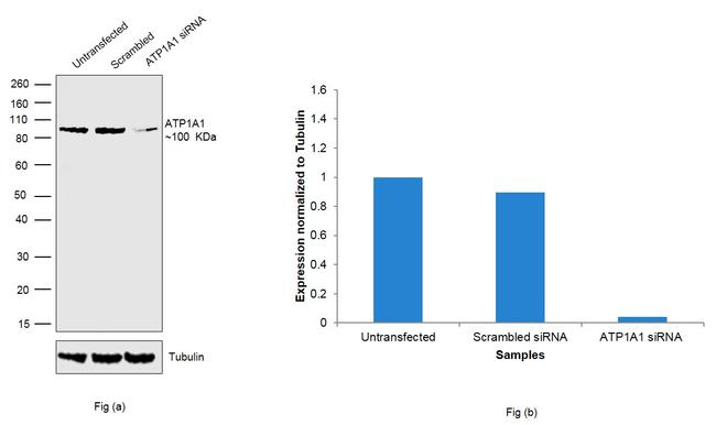 ATP1A1 Antibody in Western Blot (WB)