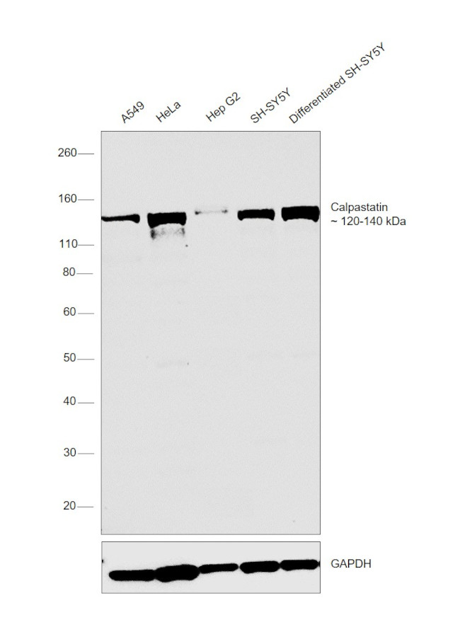 Calpastatin Antibody