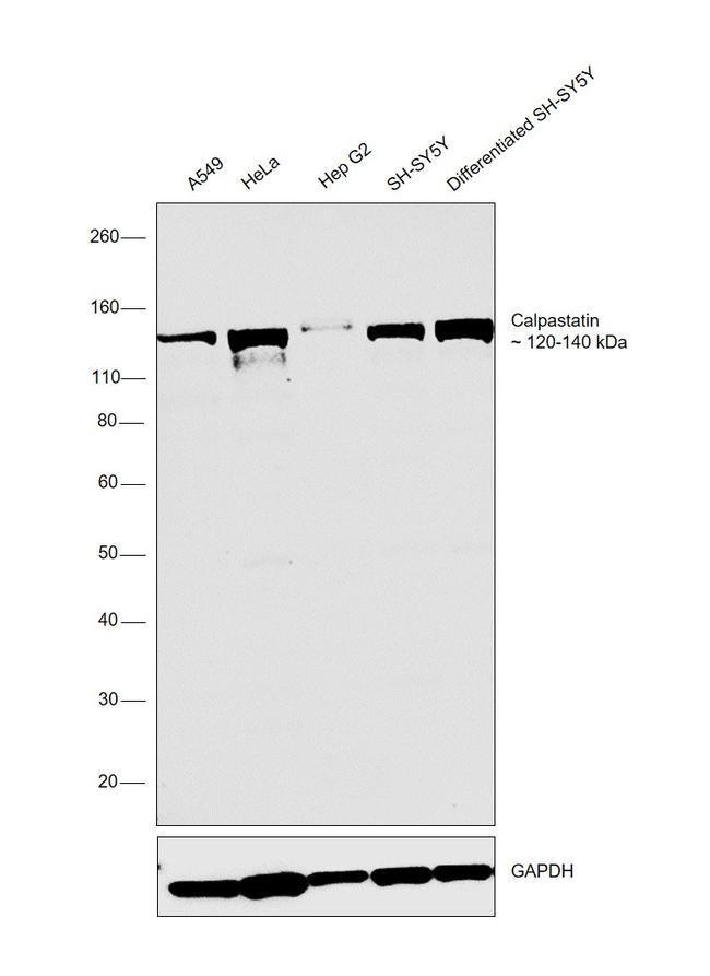 Calpastatin Antibody in Western Blot (WB)