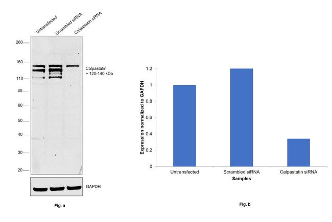 Calpastatin Antibody in Western Blot (WB)