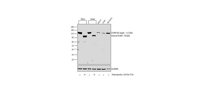 PARP1 Antibody in Western Blot (WB)