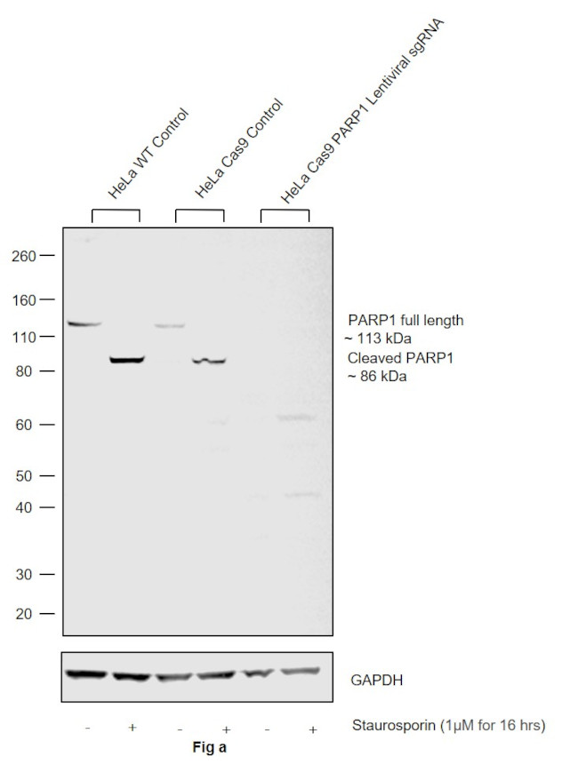 PARP1 Antibody