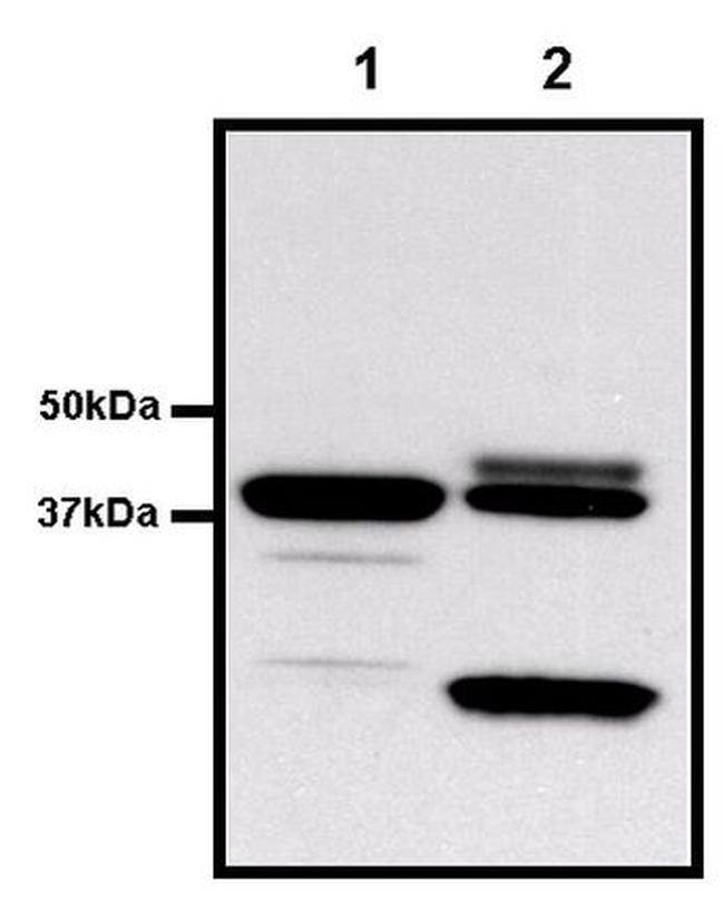 GST Tag Antibody in Western Blot (WB)