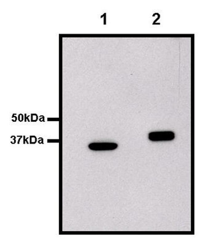 GST Tag Antibody in Western Blot (WB)