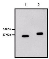 GST Tag Antibody in Immunoprecipitation (IP)