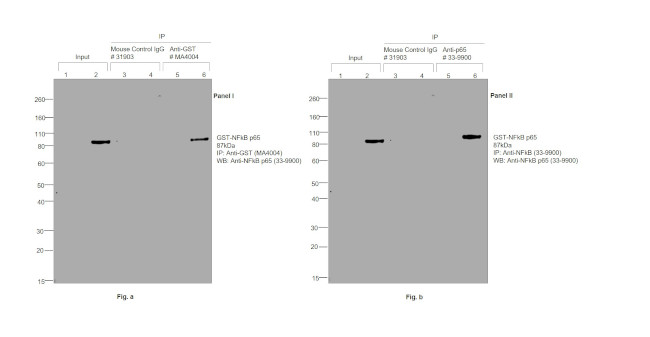 GST Tag Antibody in Immunoprecipitation (IP)